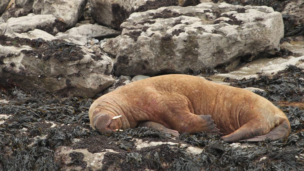 Walrus off the Pembrokeshire Coast (c) Chris Taylor