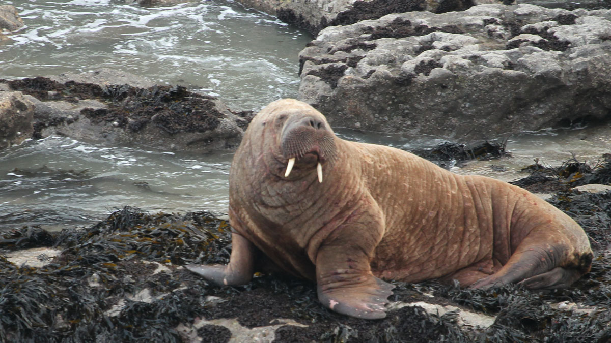 Walrus off the Pembrokeshire Coast (c) Chris Taylor