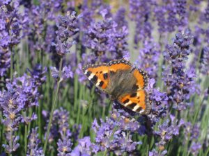 Orange butterfly on purple flowers