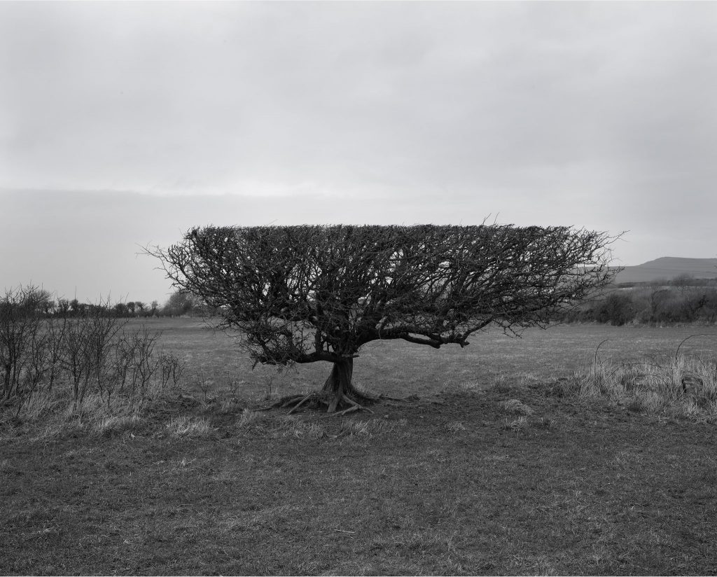 Mike Perry Flailed Hawthorn