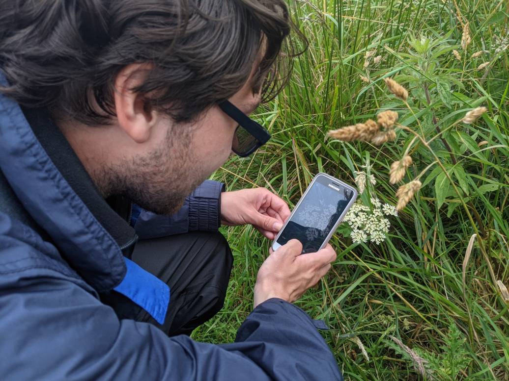 Male using smartphone to identify wildflowers