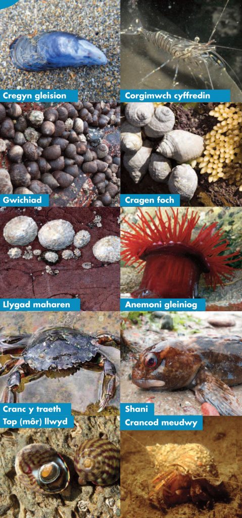 Montage image including creatures found in a rockpool: mussel, prawn, periwinkle, dog whelk, limpet, beadlet anenome, shore crab, purple top shell, hermit crab