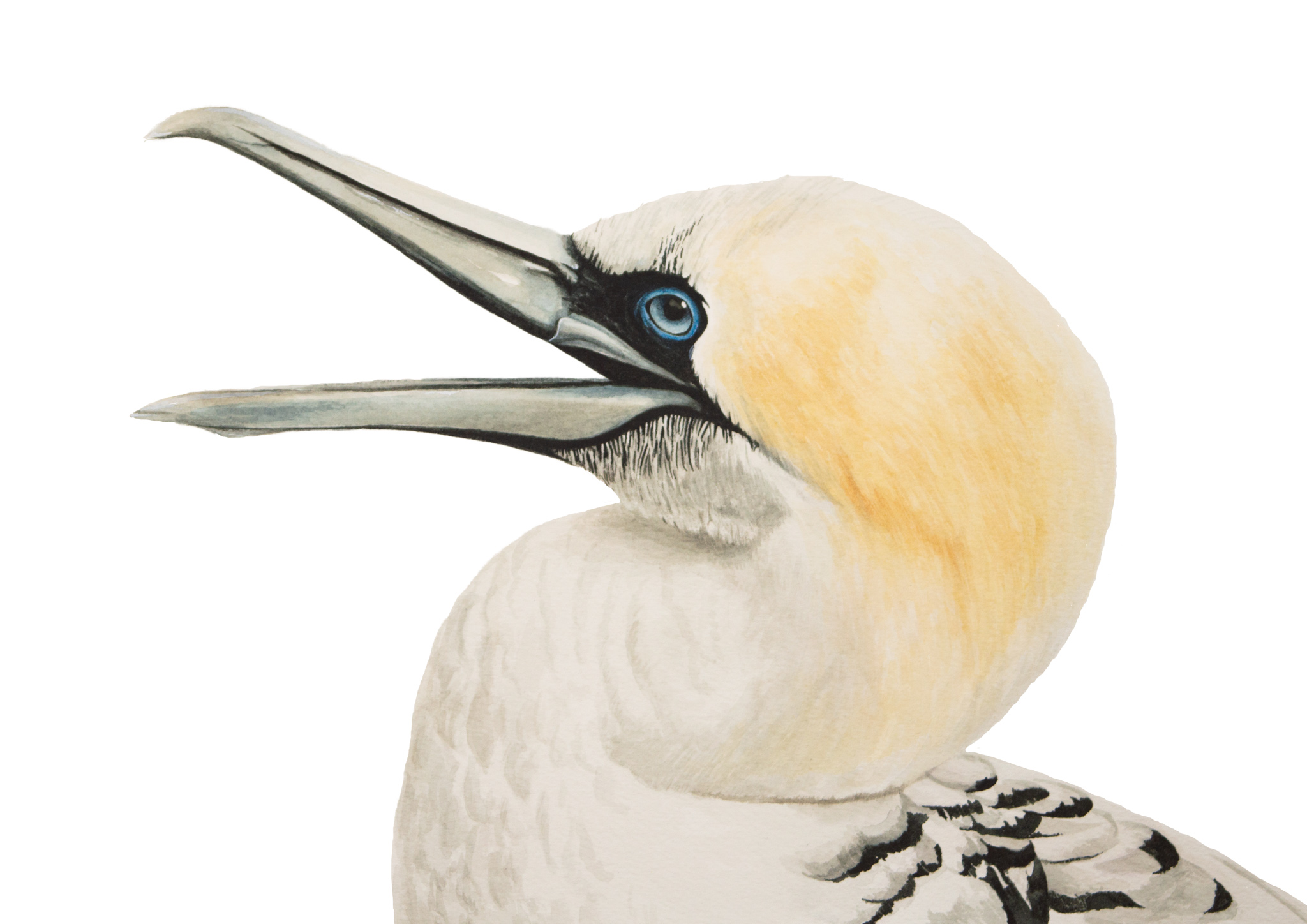 Gannet - Meg Phillips