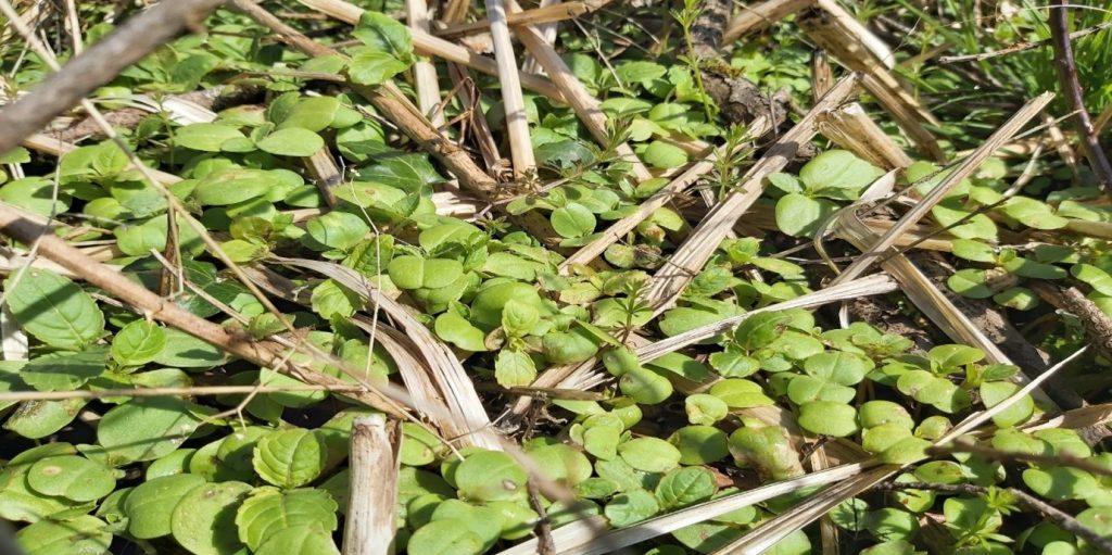 Green leafy plant (plant pictured is Himalayan balsam)