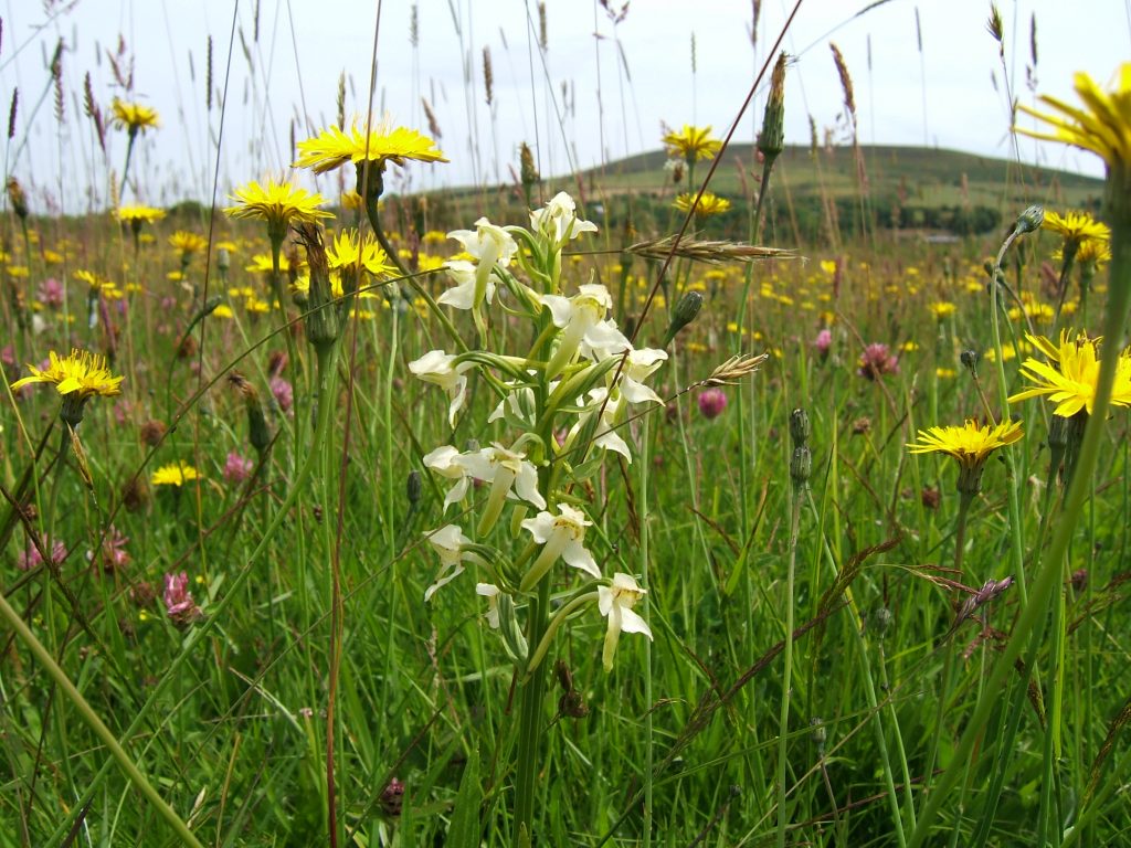 Wildflower meadow including white and yellow flowers