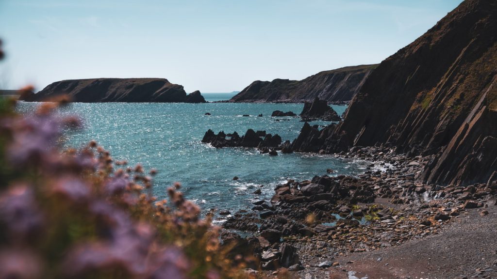 View of a stony beach with pink flowers in the foreground. Location pictured is Marloes Sands