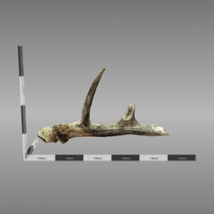 3D reconstruction antler found at Whitesands following storms in 2014