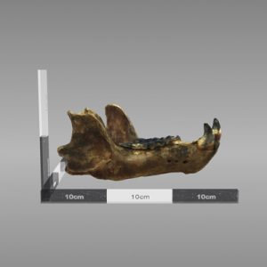 3D reconstruction of a bear mandible found at Whitesands following storms in 2014