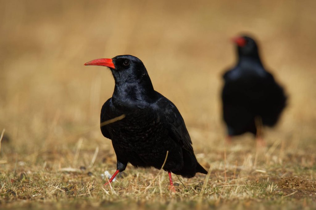 A black, red-beaked chough standing in grassland.