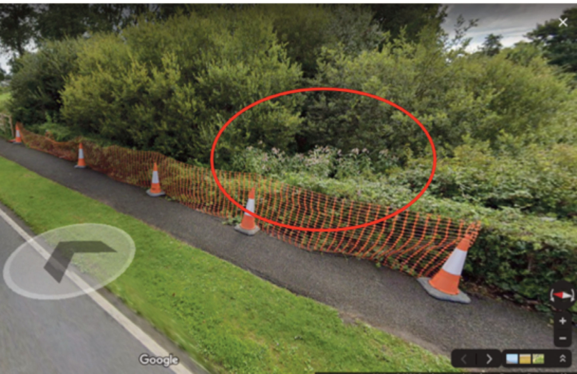 Screenshot from Google Street View showing Himalayan balsam visible within willow near road bridge, Ritec Tenby.