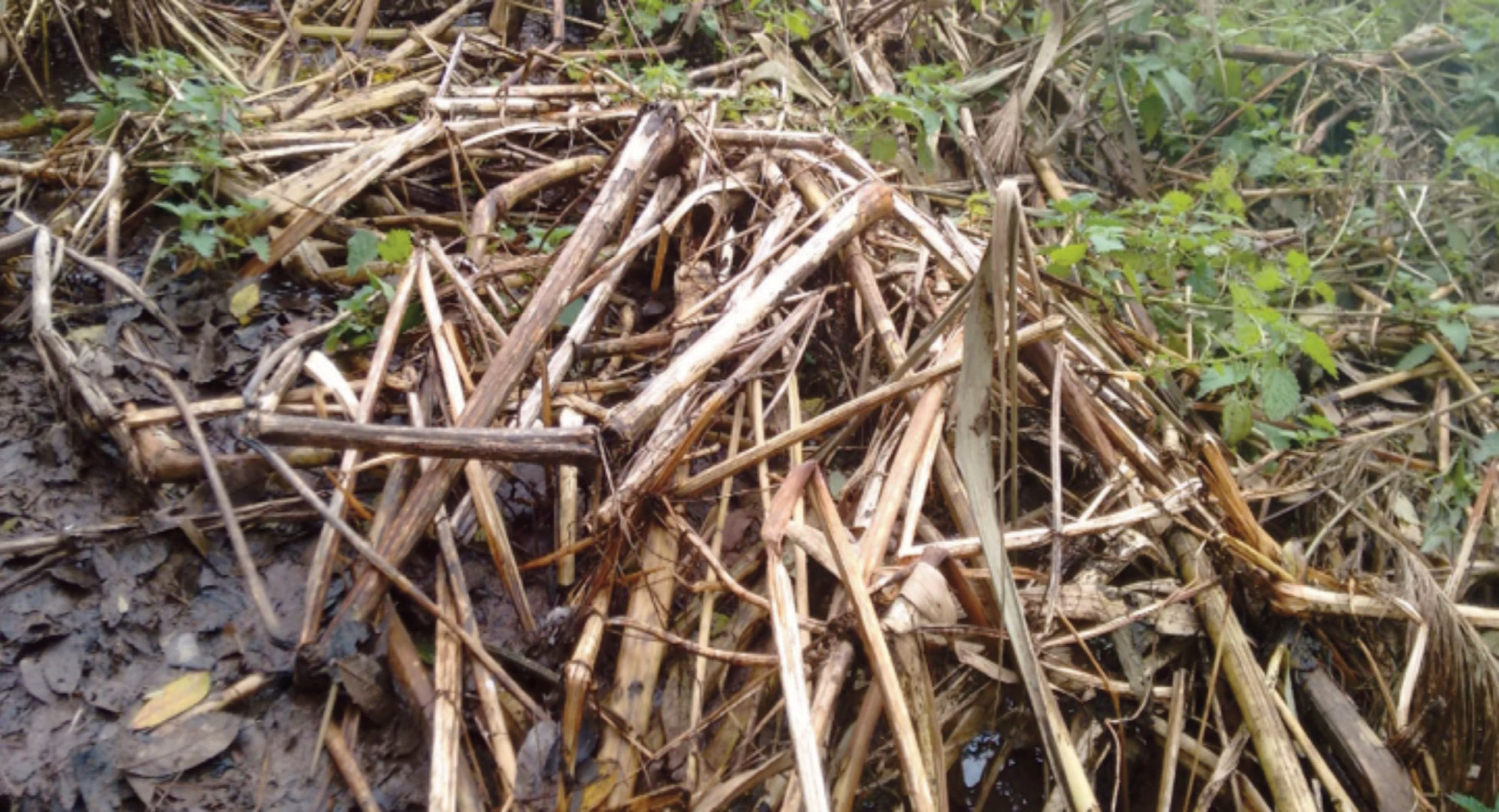 Himalayan balsam stems in winter can be easily identified once you get your eye in. Balsam dries out, the stems can be very sturdy or papery. The nodes and roots are often visible.