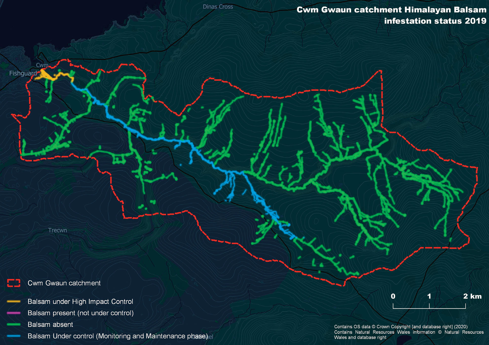 Map of Cwm Gwaun catchment area Himalayan Balsam infestation status 2019. Any polygon near water highlighted the area as pink for present, green for absent based on the point absence and presence survey data