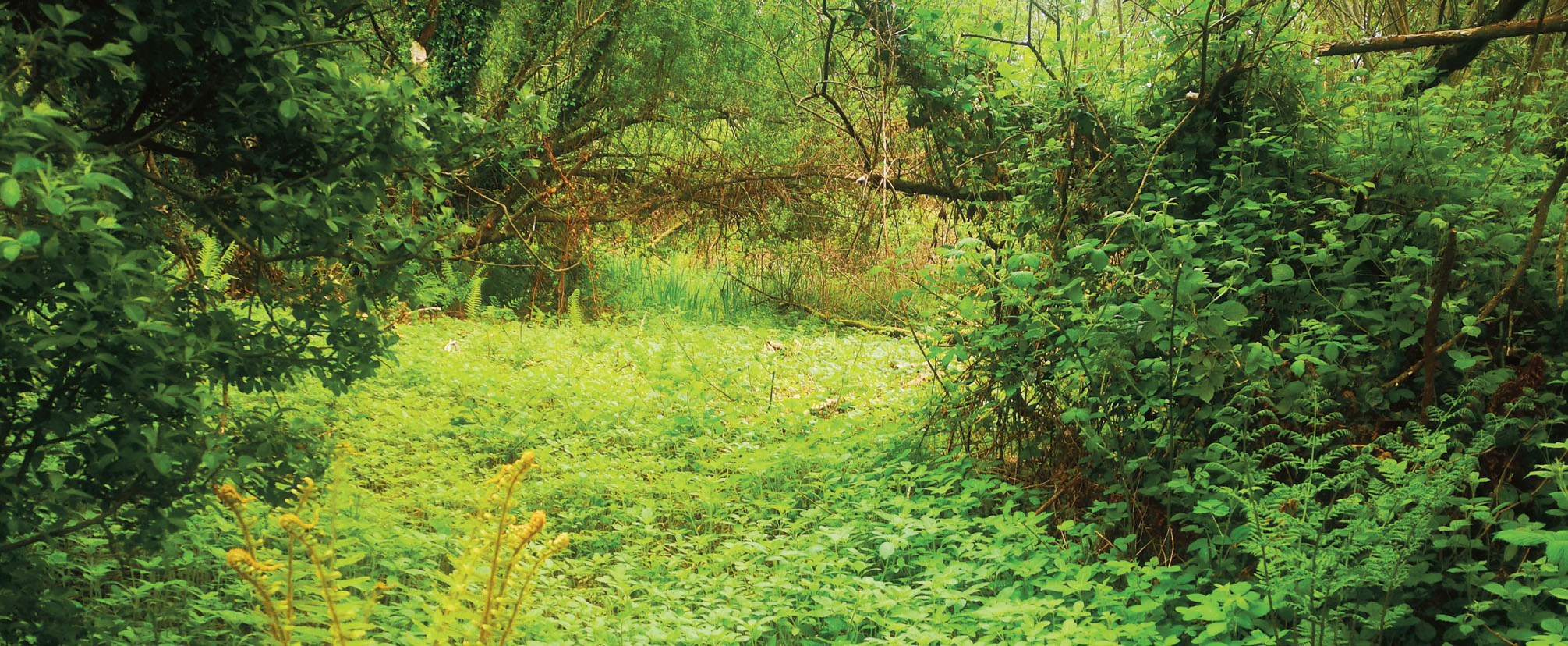 Image showing area where Himalayan balsam is being removed. Dense bramble has been cut outside the nesting season, early May cut the first germination; repeat visits are required due to successive germination, ideally once every 3-4 weeks as well as dealing with missed stems.