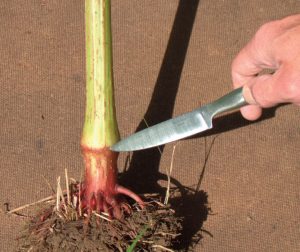 Himalayan balsam plant that has bene pulled out of the ground with a person pointing to the bottom node, which needs to be cut, with a knife,