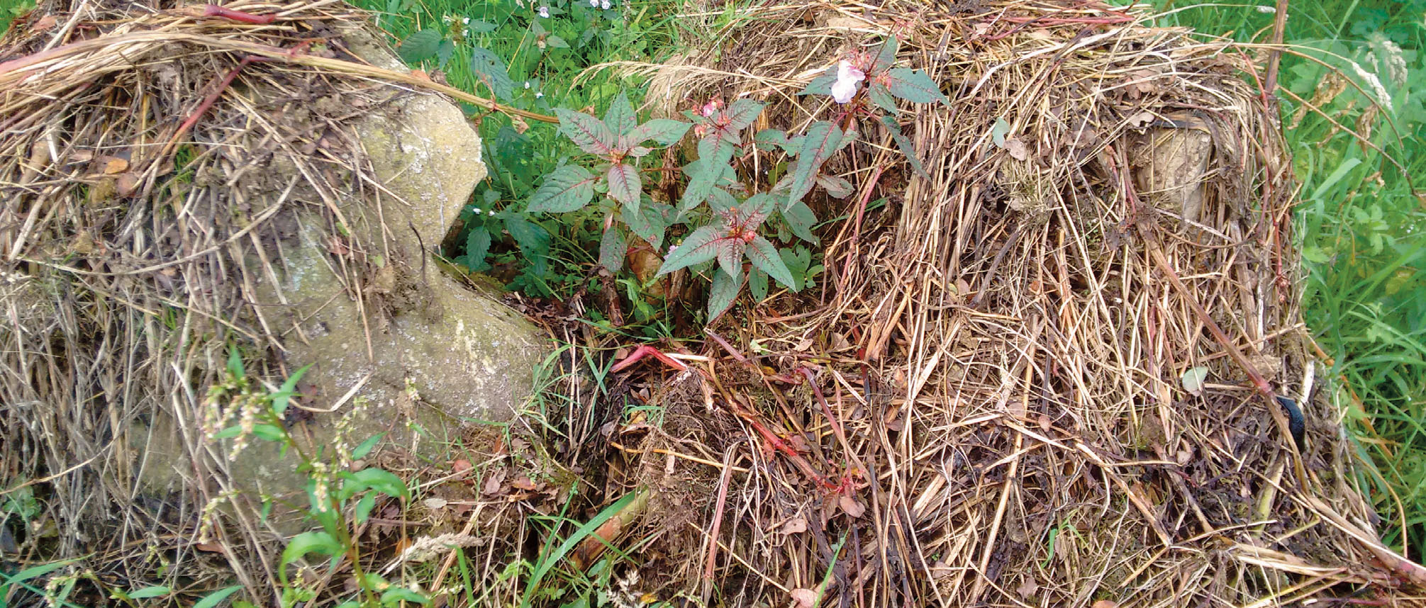Pulled Himalayan balsam plants that have been placed on a rock to dry out