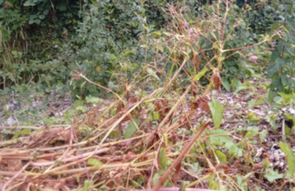 Himalayan balsam stems below have been pulled and left on the ground without cutting the stem, the stem has arched enabling the seeds to be dispersed. 