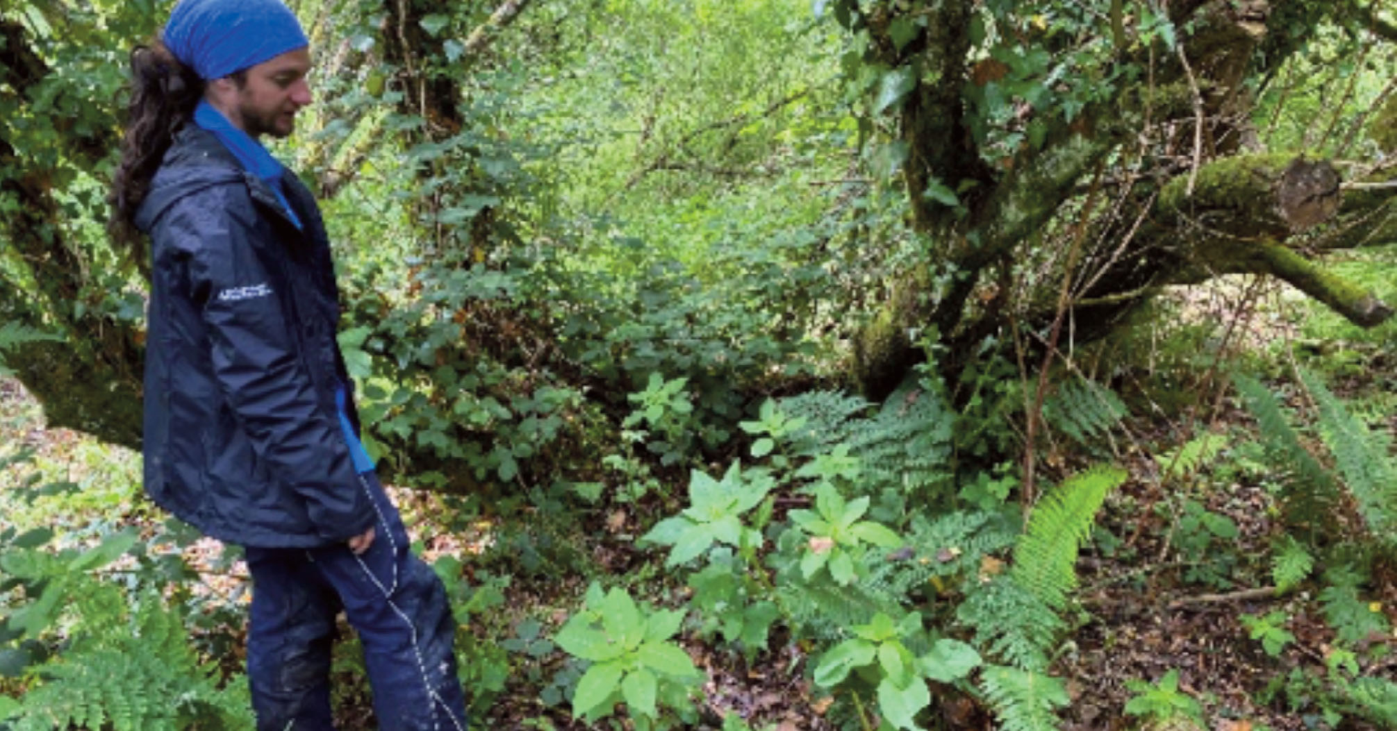 Image of one Himalayan balsam plant in flower in a woodland in early July