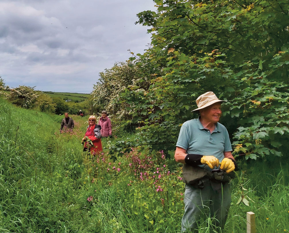 Image of a small coastal valley with volunteers pulling Himalayan balsam plants.