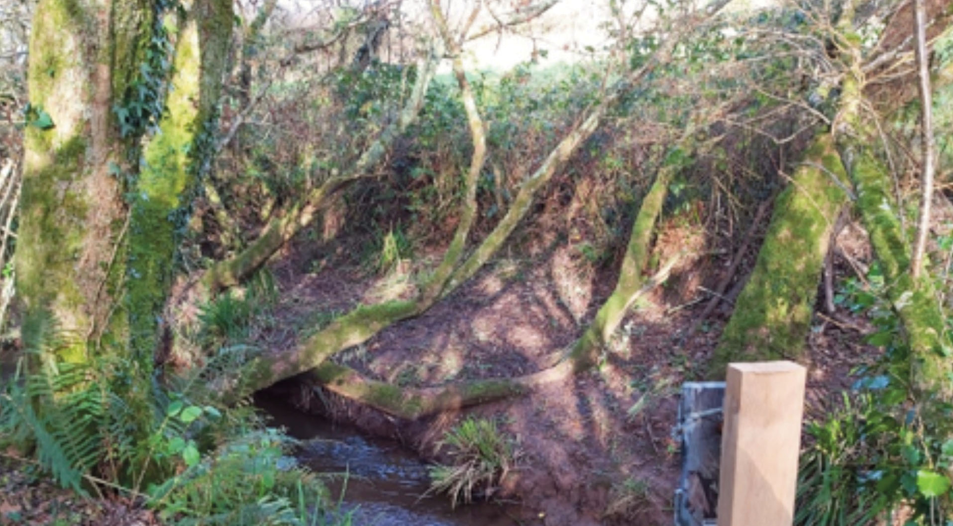 Camera trap for otters on the banks of a stream