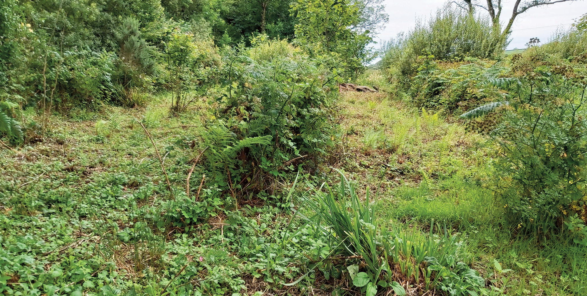 IMage from Castelmartin Corse catchment showing areas cut to create a Himalayan Balsam break to create a buffer from main woodland to a stream to stop spread of invasive species