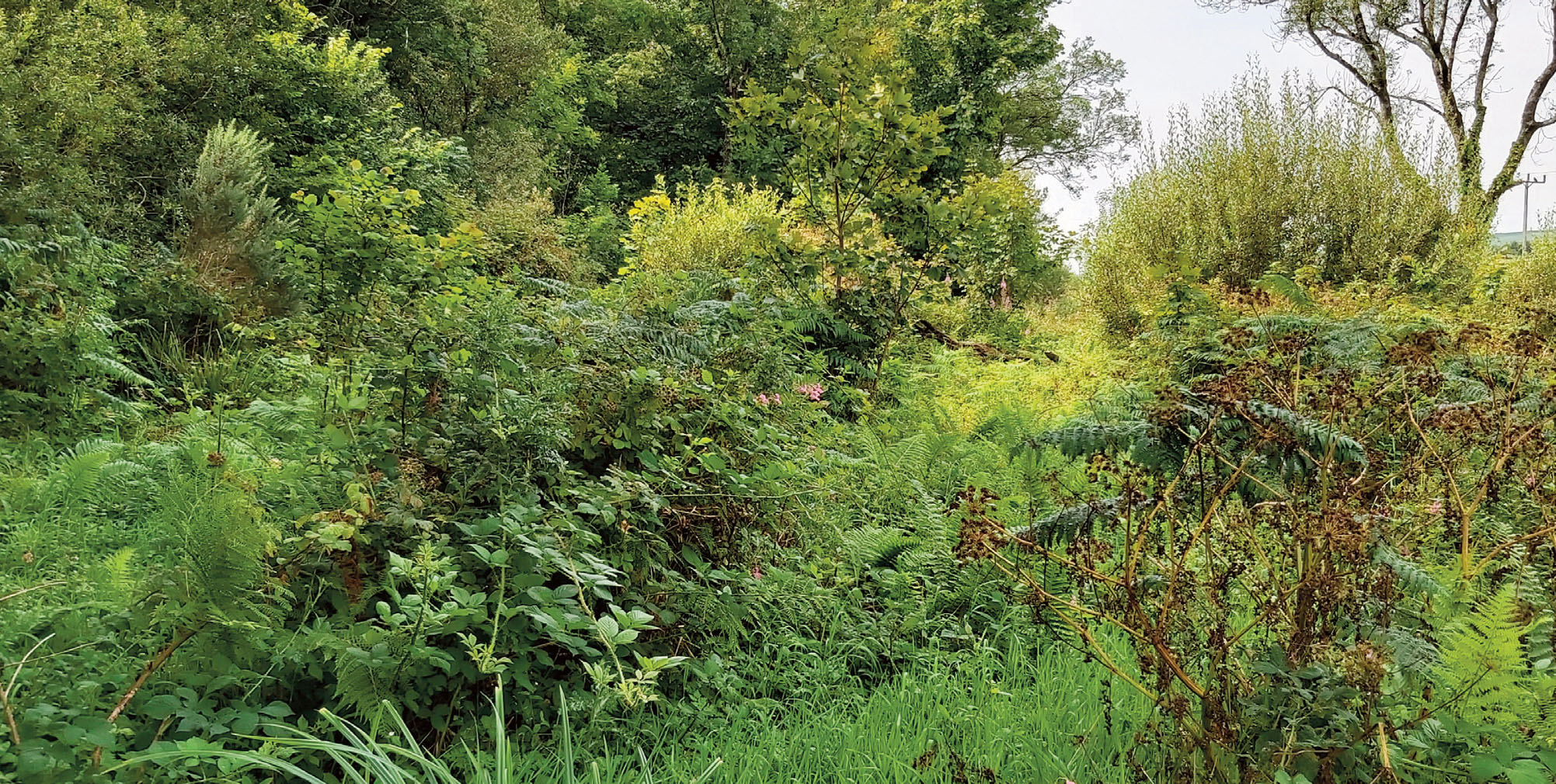 Image taken in Castlemartin Corse catchment showing ongoing Himalayan Balsam management in an area between a woodland and a stream 