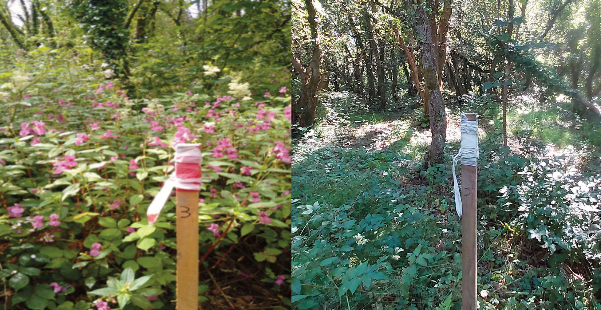 Two images side by side showing the difference between July 2019 and August 2021 on a fixed point where Himalayan balsam removal has taken place