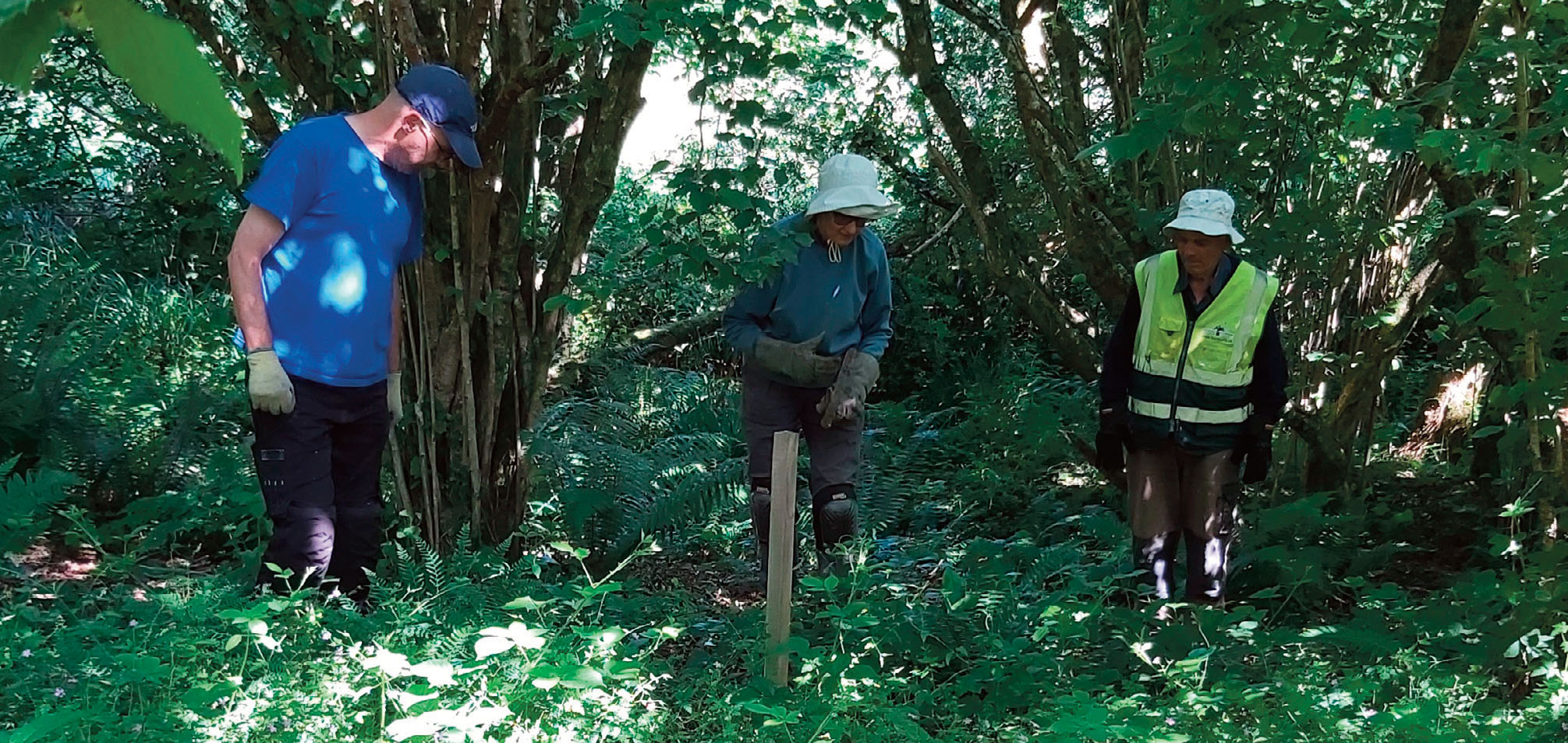 Three people standing in a woodland looking for Himalayan balsam plants in area that is being monitored