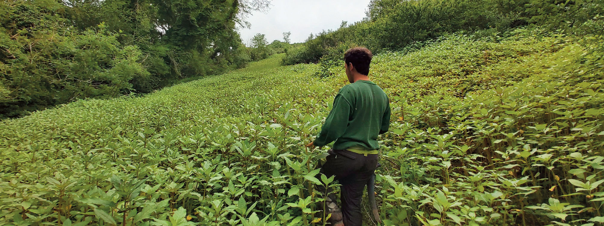 Man standing in a field that is covered in waist-high Himalayan balsam plants