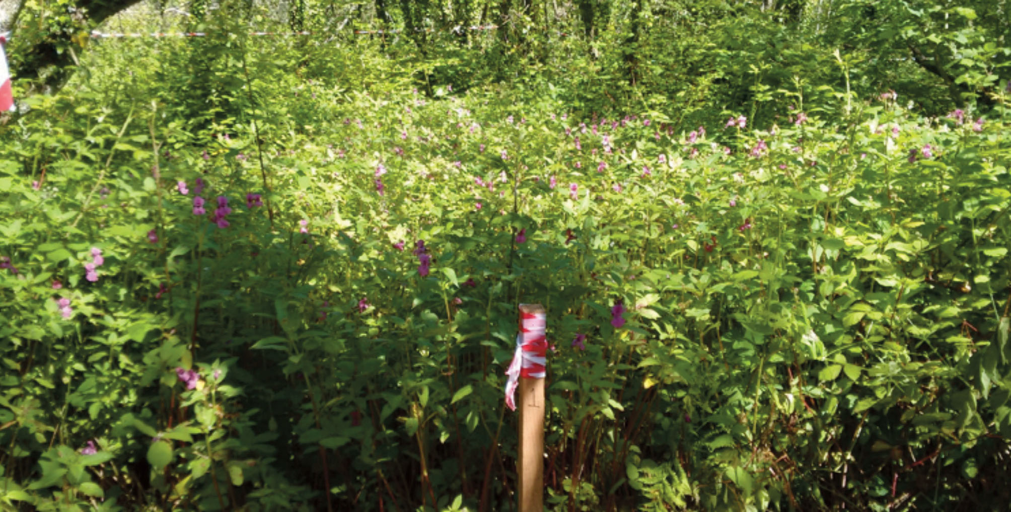 Wooden post in a wood amongst Himalayan balsam plants in bloom with pink flowers and green leaves. Taken July 2019 in Chapel Hill Wood, Castlemartin Corse, Pembrokeshire, Wales, UK