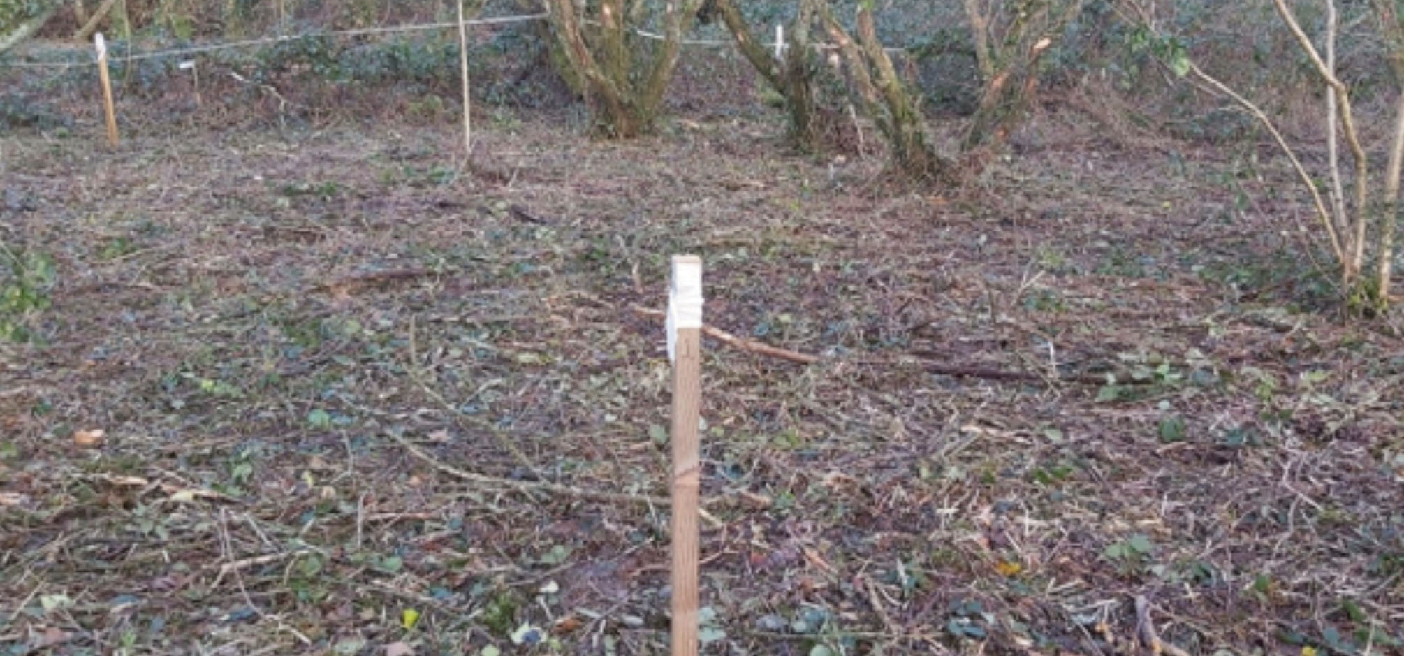 Wooden post in a wood showing area where Himalyan balsam plants have been removed. Taken January 2020 in Chapel Hill Wood, Castlemartin Corse, Pembrokeshire, Wales, UK