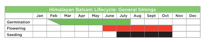 Table showing lifecycle of Himalayan Balsam over the calendar year. Green showing germination, red showing flowering and black showing seeding.