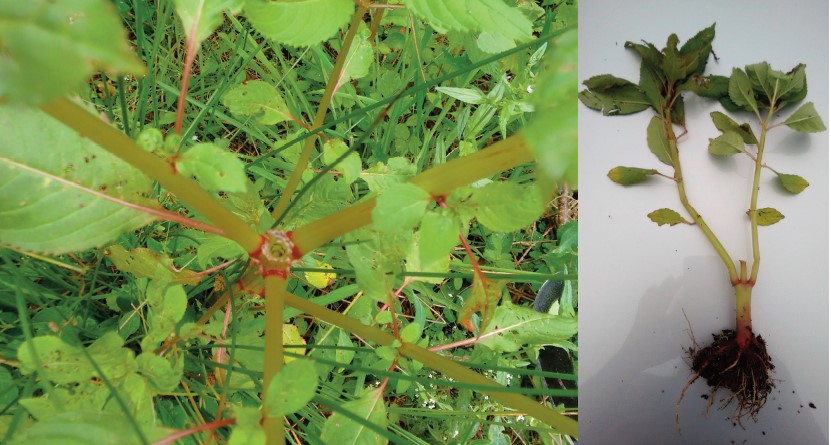 Two images stitched together. One showing growth of a Himalayan Balsam above a node and an image of a pulled balsam plant showing growth above the bottom node