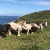 Jane Johns Pwll Dawne St Nicholas Ponies Five Welsh mountain ponies standing on a grassy clifftop footpath. Three white, one brown and one black. Location pictured is Pwll Dawne, St Nicholas, Pembrokeshire