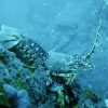 Underwater photograph of a crawfish on the seabed with various other underwater wildlife in the background such as sea stars. Location pictured is off Dale, Pembrokeshire