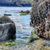 Keith Traeth Llyfn 2021 View from a tidal pool across the sea, which is rolling into a bay, towards cliffs in the distance. Seaweed around the rocks and limpets clinging to the rocks. Location featured is Traeth Llyfn, Pembrokeshire
