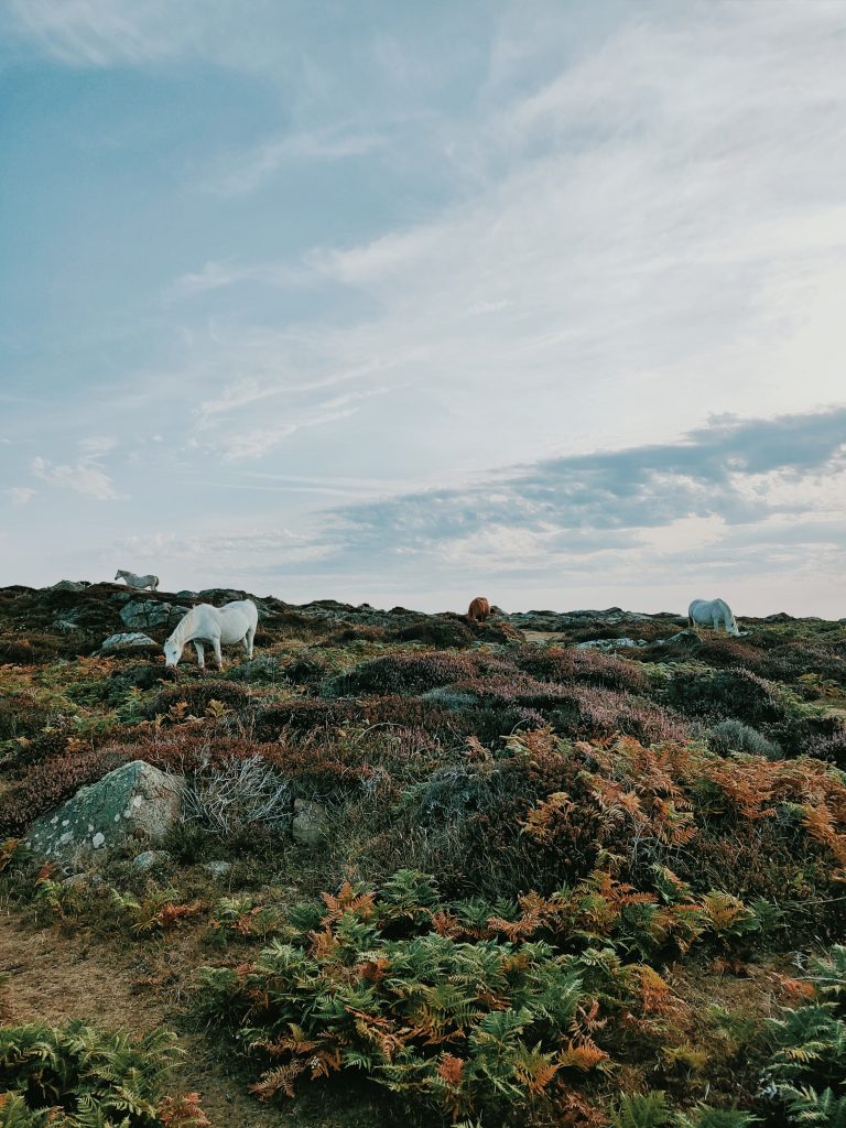 Four Welsh mountain ponies grazing on rough terrain covered by various plants including ferns and grasses with the occasional stone poking out from beneath the undergrowth. Location pictured is St David's Head, Pembrokeshire