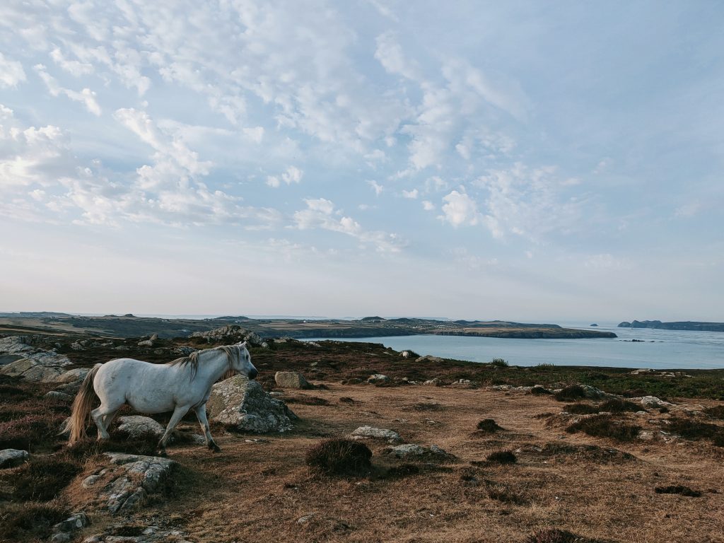 A white Welsh mountain pony grazing walking on rough terrain covered by various plants including ferns and grasses with the occasional stone poking out from beneath the undergrowth. In the background is a view across a bay to a peninsula covered by field patterns.Location pictured is St David&#039;s Head, Pembrokeshire