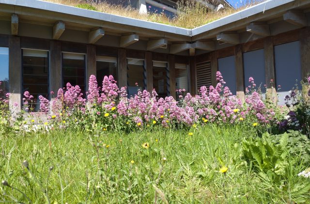 Wildflowers at Oriel y Parc