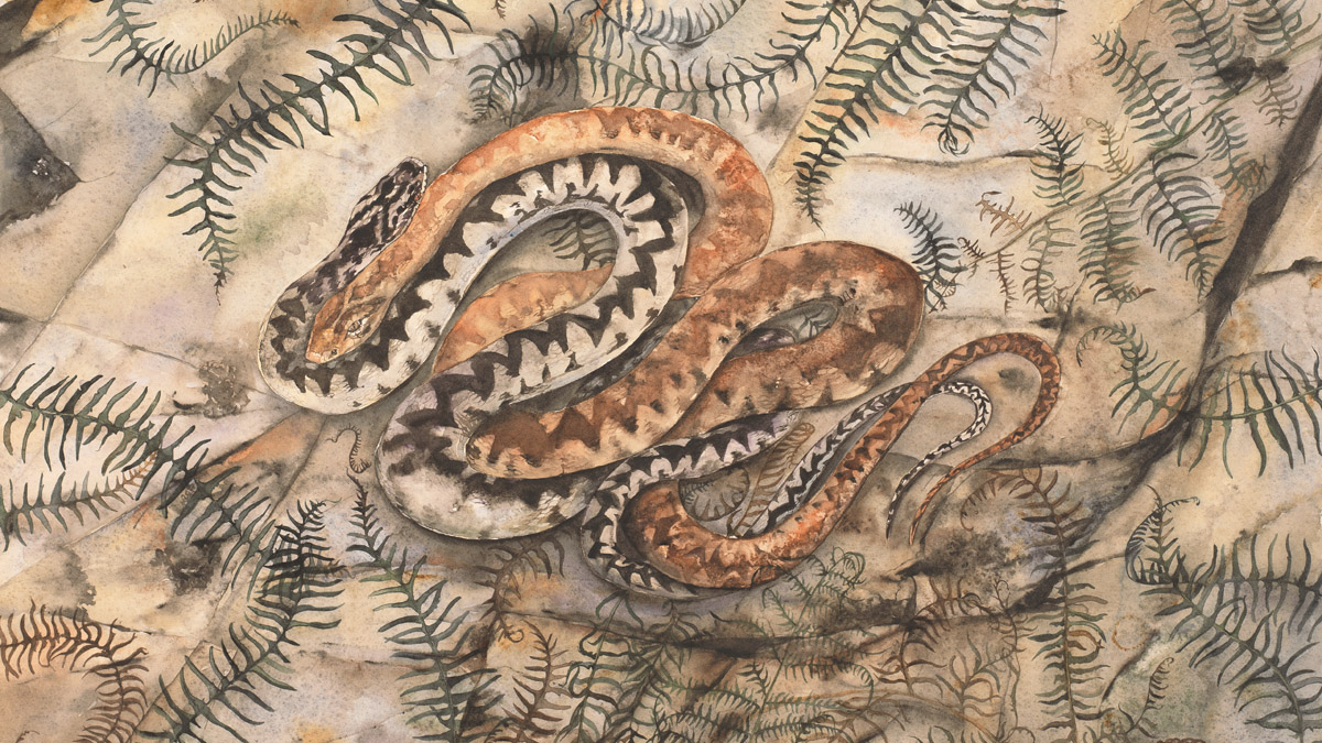Illustration of an adder drawn by artist Jackie MOrris
