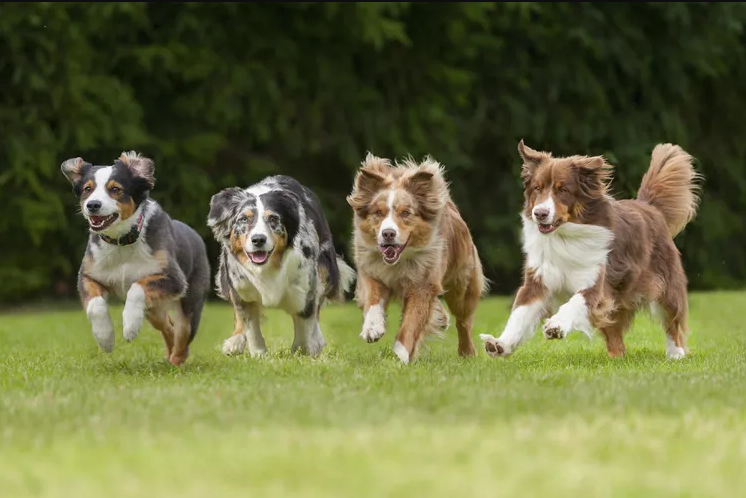 Four small dogs running on grass