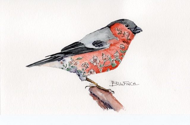 Image of Bullfinch by Judy Maynard