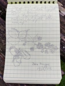 Poem written in Cymraeg (Welsh) in a notebook. It reads: Ger y nant yn pigo mwyar a hela cnau, dan cysgod Ffald y Brenin, Yr Arglwydd yw fy mygail ni fydd eisiau arnaf&#039;  Des a Maggie 19/08/23. There ar ealso drawing of blackberries and acorns