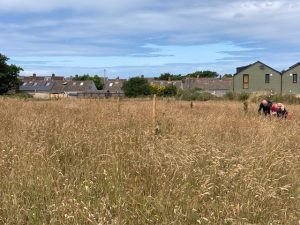 community orchard