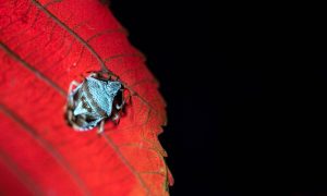 A small insect with a biofluorescent glow, perched on a leaf.