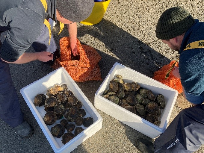 Two plastic trays full of native oysters