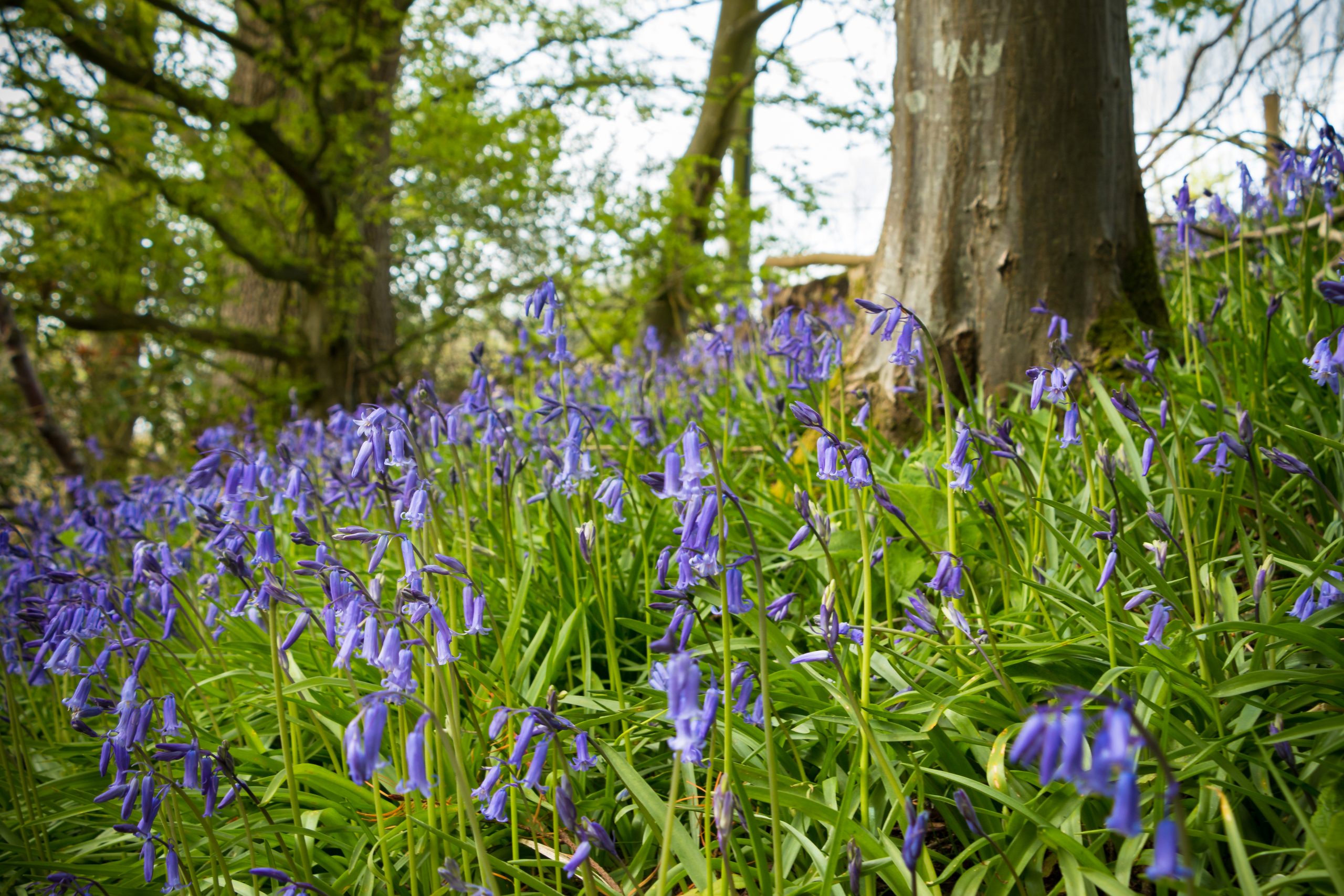 Bluebell woods