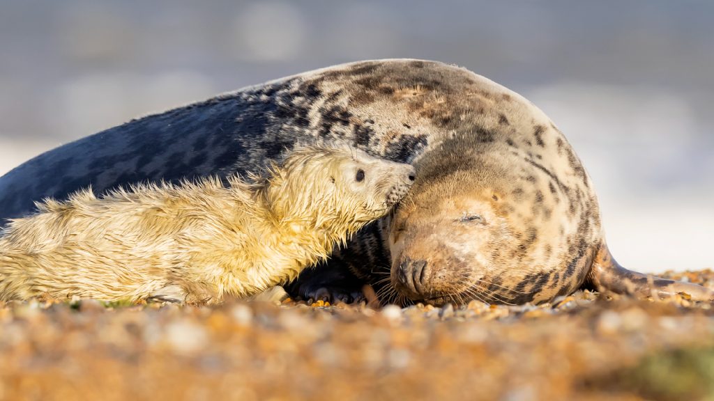 Seal pup cuddling up to its mother