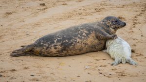 Adult seal with seal pup on beach
