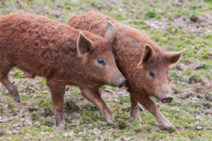 Two pigs trotting across a field 