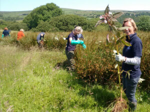 PCNPA volunteers tackling Himalayan balsam